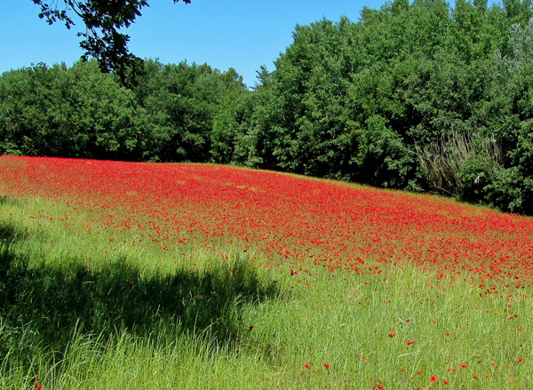 Provence wild poppies